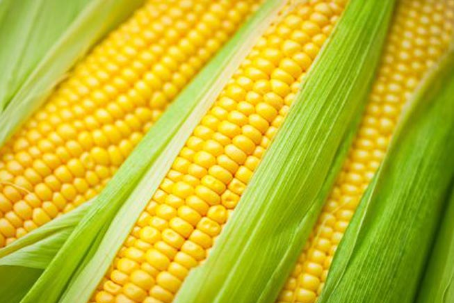 maize-corn